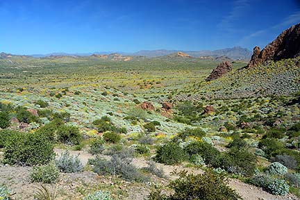 McDowell Mountain Regional Park, February 12, 2015